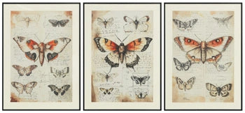 Orange/Black/Ivory